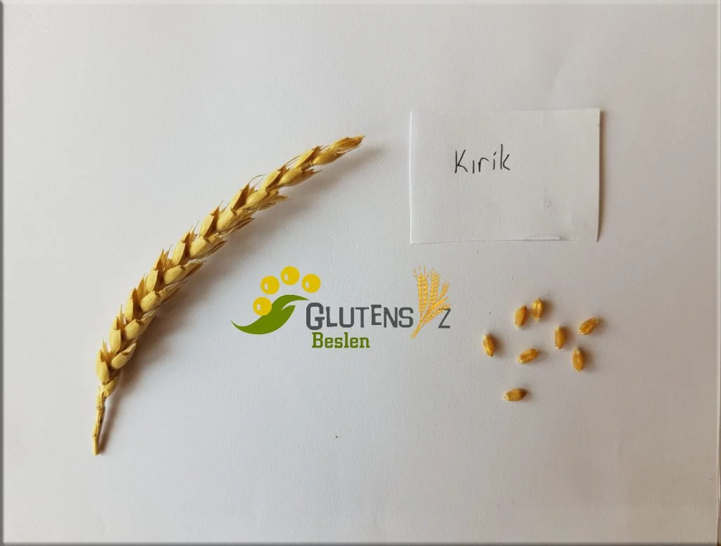 Kırik (Köse) Buğdayı (Triticum aestivum L. var. Delfii)