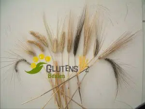 ATALIK BUĞDAY
