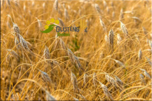 Kamut(Horasan) Buğdayı