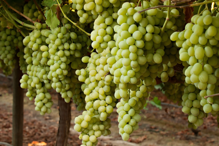 Yaygın Bir Antioksidan: Tanenler